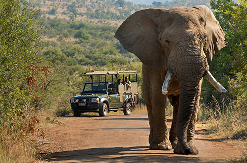 Book your Family Safari Holiday at Bakubung Bush Lodge located in Malaria Free, Big Five Pilanesberg National Park, South Africa Pilanesberg Bakubung Bush Lodge Safari Game Drives Elephant Pilanesberg National Park South Africa