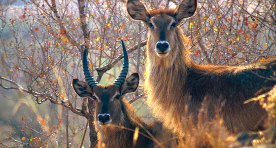 Waterbuck Sighting Accommodation Bookings Pilanesberg Game Reserve Malaria free Big Five Game Reserve